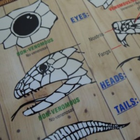 Snake Identification Guide Snake I. D. Chart - Do and Don't Do Herpetology Guide - Picture 5 of 6